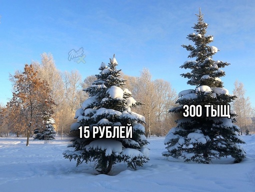 Нижегородское лесничество раздаёт ёлки почти даром

С 1 по 31 декабря в регионе проходит акция «Ёлочка, живи!»...