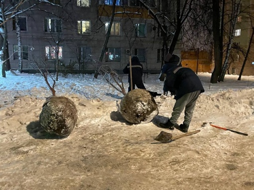 Ребята явно не ищут легких путей.

В Ховрино высаживают саженцы в промерзшую землю, им приходится долбить..