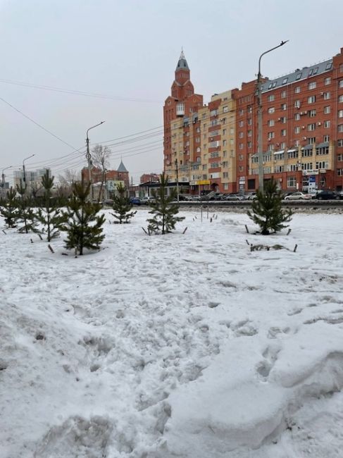 Срубили сосну. 😡

На Жукова, 6 поздней осенью посадили молодые сосны, одна красивее другой и что я вижу..