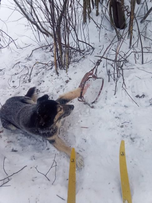 Жительница Ленобласти утром гуляла с собакой и та попала в капкан на лыжной трассе около деревни Снегирёвка..
