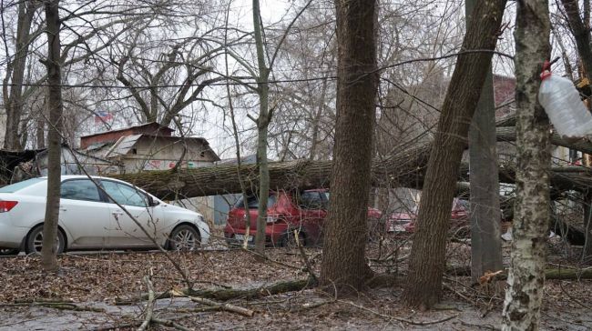 Сегодня под вечер ветер повалил огромное дерево на Ленина, 123 в Ростове. Пострадал только припаркованный..