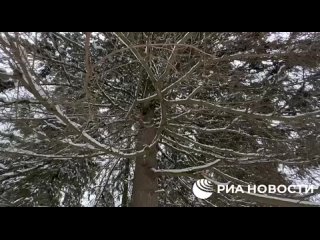 В Щелково спилили главную новогоднюю елку страны.

Дереву 84 года, высота - 25 метров, размах веток - 10..