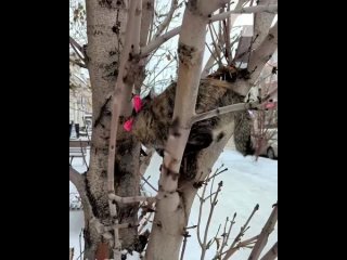 🐱Какие большие нынче воробьи 

По центру Красноярска бегает очаровательная кошечка с бантиком. Сегодня..