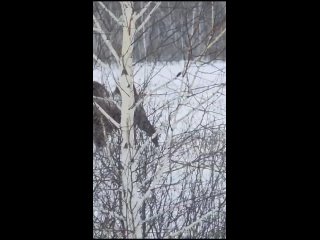 Омичам объяснили, откуда на улицах города появляются косули

Сегодня утром в ряде городских пабликов..