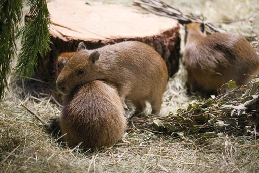 😍У пары капибар в Ленинградском зоопарке родились сразу четверо детенышей - три мальчика и..