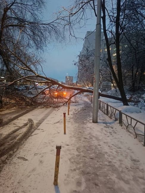 На аллее Жемчуговой, 5к 2, около 1-го подъезда упало..