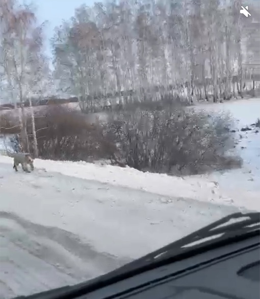 На Сыропятском тракте третий месяц бродит пёс, увидела пост и сразу поехала туда. К сожалению найти мне его..