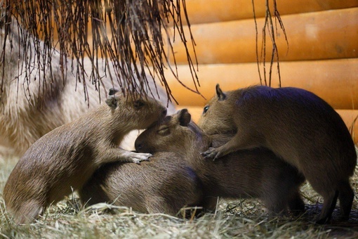😍У пары капибар в Ленинградском зоопарке родились сразу четверо детенышей - три мальчика и..