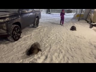 Крошик и Шлиссик в центре спасения тюленей в Петербурге занялись зимней физкультурой..