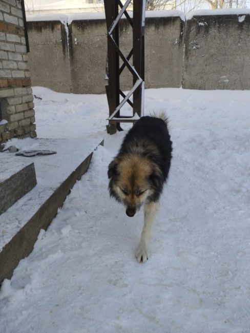 У Нас  ни как не получается собрать на передержку.Сумма для нас ОГРОМНАЯ  Из 9000 собрано только 3500                        ..