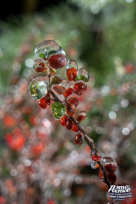 🍒 Не так уж и плох ледяной дождь, если вглядеться поближе в красоту на..