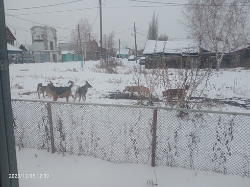 Анонимно, здравствуйте это район чередовый,своры злых, голодных собак.И не нужно писать покормите..