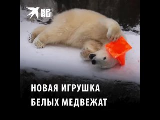 Белые медвежата Белка и Стрелка из Новосибирского зоопарка нашли себе новую игрушку. На этот раз им..