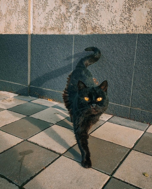 Суровые на вид, но очень ласковые краснодарские коты 🐈‍⬛

Фото..