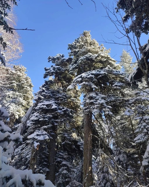 Настоящая зимняя сказка в Адыгее❄️
📍Урочище Курджипс, скала..