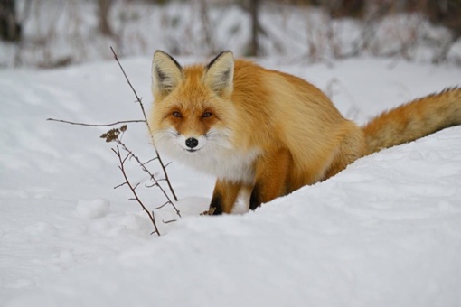 Милейшая лисичка на Таганае. 

Фото: Владимир..