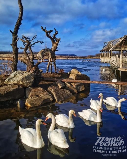 🦜Зимний Южный пapκ птиц Малинки
 
🦜 C бοльшим удοвοльcтвиeм пοбывaли в нaшeм Южнοм пapκe птиц! Κaκ cильнο οн..