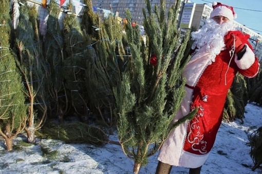 🎄 С сегодняшнего дня, 15 декабря, в Уфе начинают работать ёлочные базары. Вот адреса: 
 
▪Улица Правды рядом с..