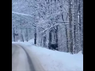 🦌Целое лосиное семейство посчастливилось запечатлеть автомобилисту в..