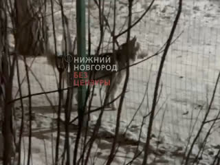 🗣️ а Кто-нибудь знает, что за издевательство над собаками происходит в Сормовском парке

«Сормовский парк...
