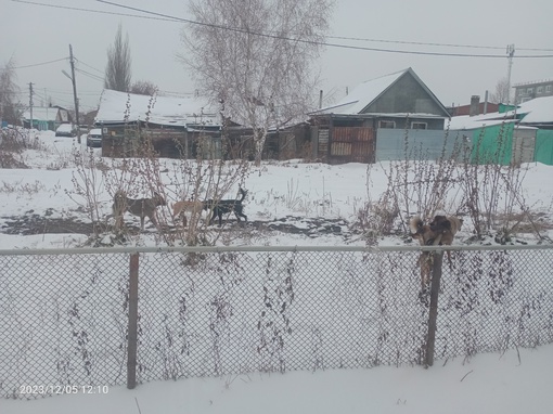 Анонимно, здравствуйте это район чередовый,своры злых, голодных собак.И не нужно писать покормите..