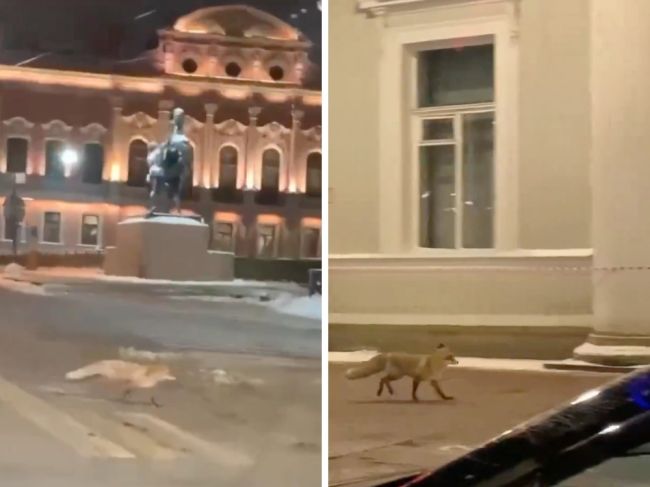 В центре Петербурга снова видели лису — в этот раз прямо посреди Невского проспекта. Куда спешила рыжая..