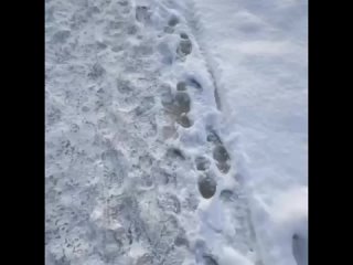 🧊В Питере начался «сезон прогулок по льду» 
 
Петербуржцы вышли погулять на Финский..