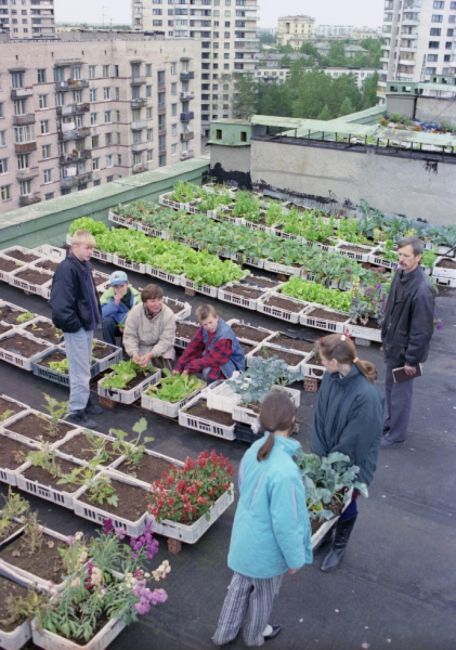 В тяжёлые 1990-е петербуржцы разбивали огороды прямо на крышах домов в спальных районах. Этот запечатлели на..