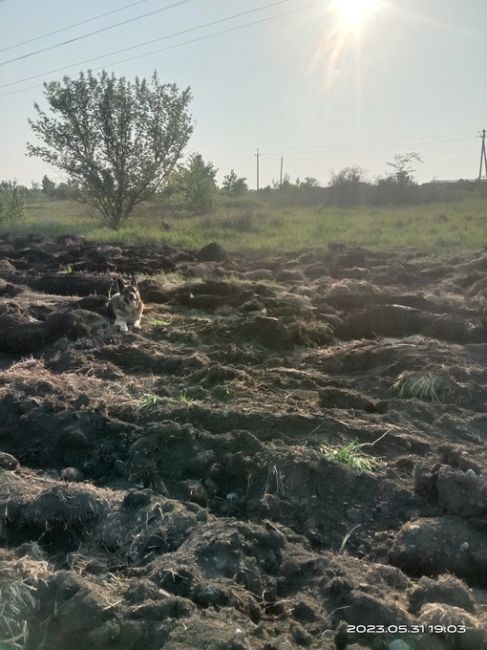 В Омске питбуль напал на ребенка

Инцидент произошел у дома по проспекту Мира, 36, что в Советском округе..