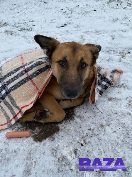 Настоящее новогоднее чудо из Твери: там нашли собаку, которая пропала два года назад. Смотрим на первую..