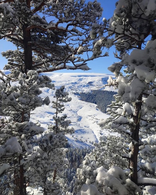 Настоящая зимняя сказка в Адыгее❄️
📍Урочище Курджипс, скала..