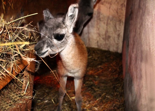 🗣️этому дню не хватает милоты

В нижегородском зоопарке «Лимпопо» родился детеныш гуанако — род ламы из..
