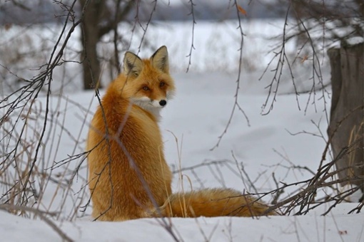 Милейшая лисичка на Таганае. 

Фото: Владимир..