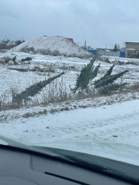 От подписчиков 

Что за беспредел творится в Дейково, Кунгурского района? Выкапывают сосны с корнями и фурами..