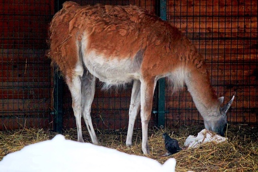 🗣️этому дню не хватает милоты

В нижегородском зоопарке «Лимпопо» родился детеныш гуанако — род ламы из..