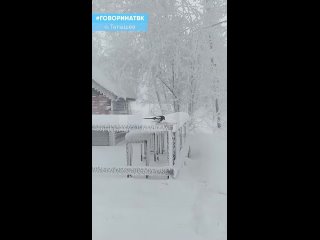 Доброе дело – подкармливать птиц зимой🕊

В морозы, когда все покрыто снегом, птичкам трудно найти себе..