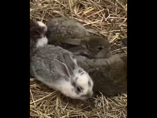 В этом году у кроликов из Пермского зоопарка родились 18 малышей..