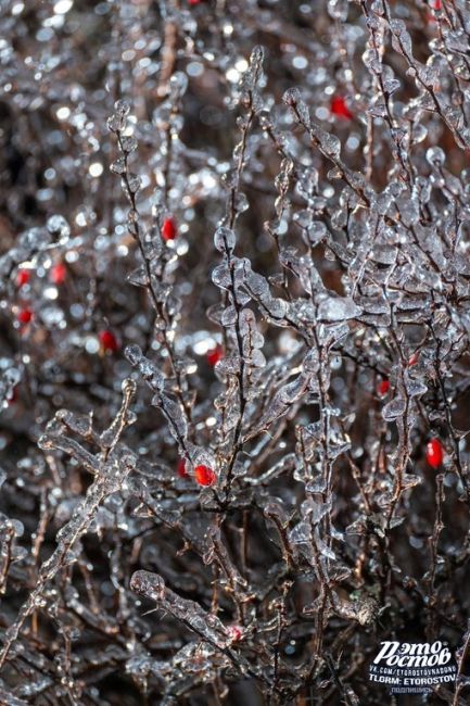 🍒 Не так уж и плох ледяной дождь, если вглядеться поближе в красоту на..