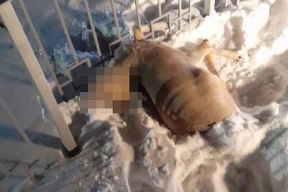 Косуля погибла, сломав шею в заборе у вокзала под Новосибирском

– Шея у копытных слабая и хрустально..