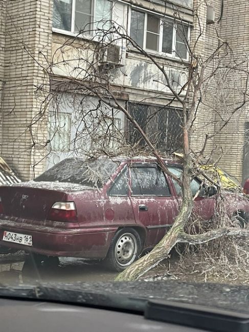 Двор на Чехова/Варфоломеев тоже под ударом непогоды. Обледеневшие ветки повредили припаркованные..