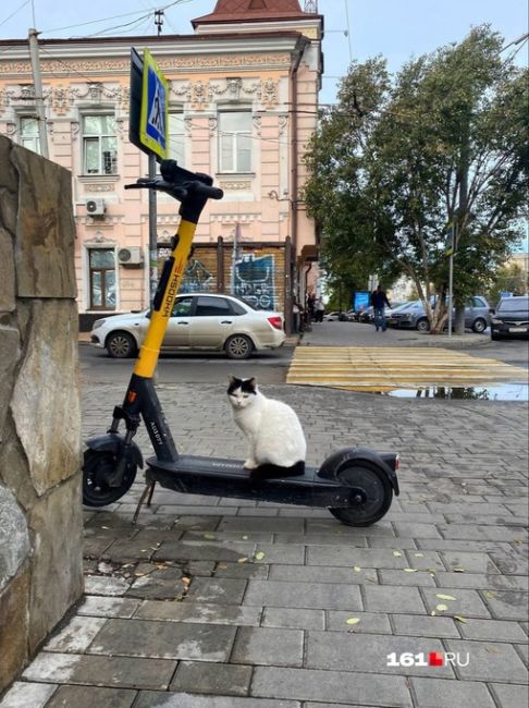 Ростовские котики тоже осваивают электротранспорт..