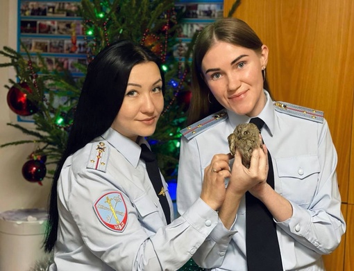 В Сочи полицейские спасли сову 👮🦉

Сова, ослабленная и промокшая под дождем, каким-то образом оказалась во..