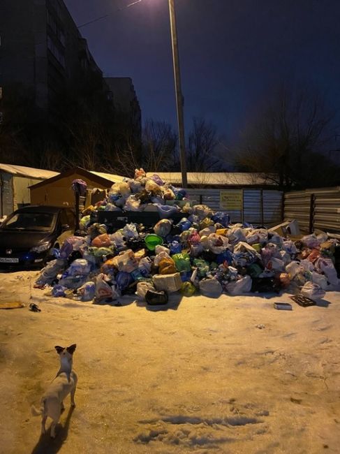 Очень много фотографий от подписчиков с невывезенным мусором. Фото с разных улиц Воронежа
Наверное..