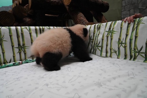 Малышка панда из Московского зоопарка наконец-то смогла встать на все четыре..