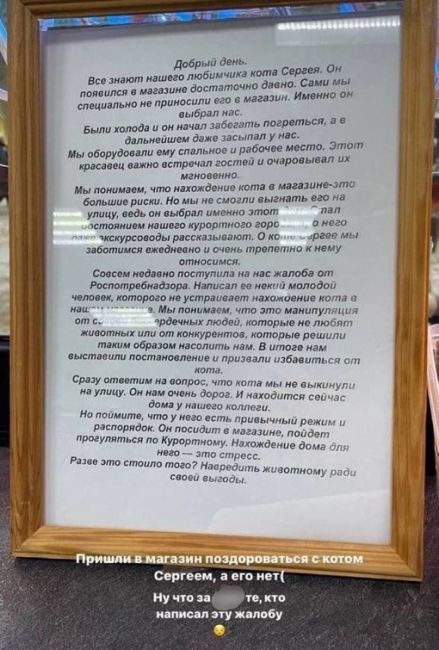 В калининградском Зеленоградске из магазина пришлось «уволить» кота Сергея из-за жалобы в Роспотребнадзор...