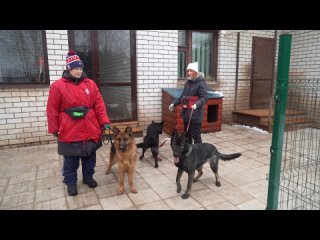 Нижегородские НКО обучили собак из приютов для поисково-спасательной и розыскной службы

Из Нижнего..