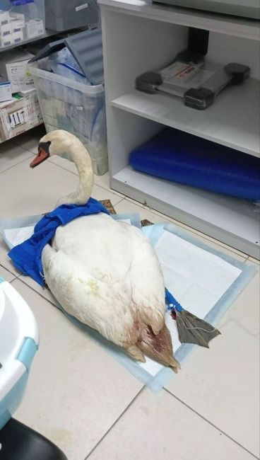 Раненный охотниками лебедь прошел курс лечения в донском  парке птиц «Малинки».

Он здоров и его отпустили на..