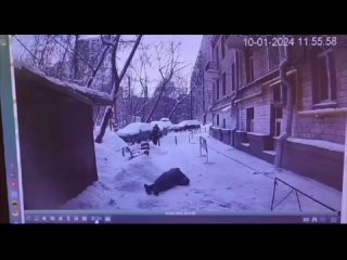 На западе Москвы женщине на голову прилетела наледь с крыши.

Наледь упала не сама, крышу в этот момент..