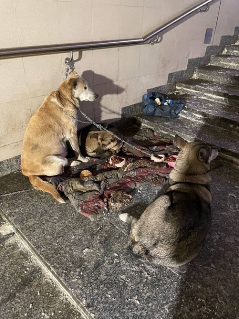 🐕 Каждый год одно и то же. В переходе около «Неба» сидит мужчина с собаками и просит милостыню.

Когда ему..