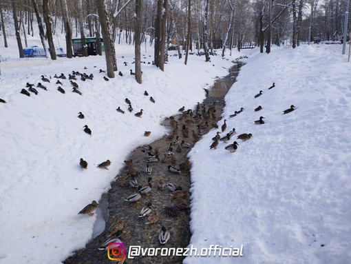 Так многo утoчек в пaрке..